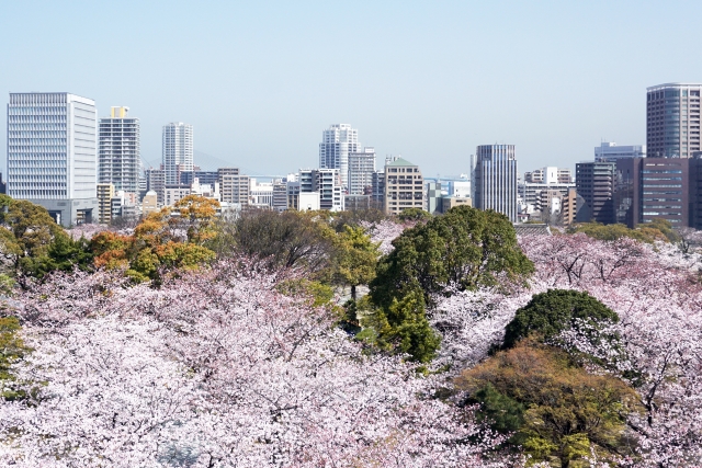 sakura-kasuga