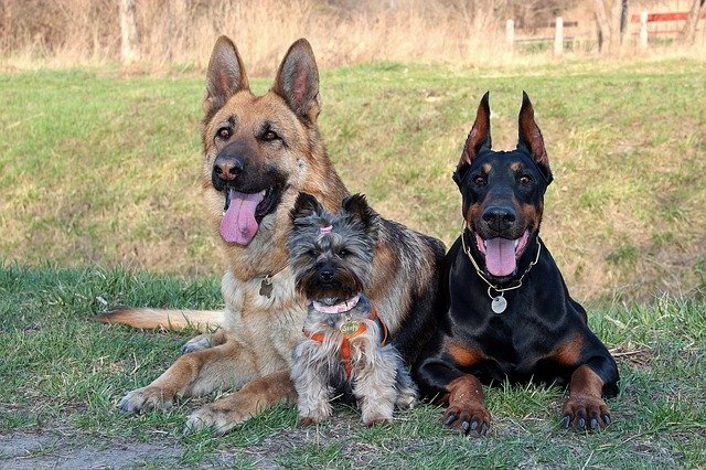 doberman-3120382_640
