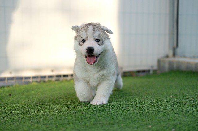 husky-4193503_640